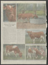 Chicago Tribune : Tribune herd subject of unusual tests