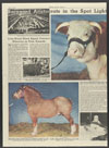 Grand champion Hereford female of the 1936 live stock show