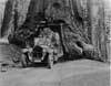 1920-1923 Packard touring car coming through redwood tree