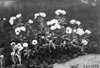 Prairie flowers at the 1909 Glidden Tour