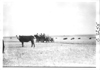 E.M.F. car passes cows on rural road, on pathfinder tour for 1909 Glidden Tour