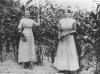 Women standing in corn field
