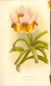 Sample image of About Orchids: A Chat
