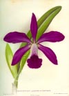 Sample image of The Woodlands Orchids: Described and Illustrated, with Stories of Orchid Collecting (**please note that some pages may be missing from version**)