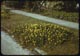Thumbnail: Yellow ground clover