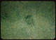 Thumbnail: Cow tracks on new green