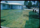 Thumbnail: Estate New sod lawn, new cut bahia sod G sod from Palett chlorotic