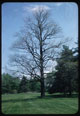 Thumbnail: World's Largest Tree