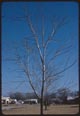 Thumbnail: Maple tree in Winter