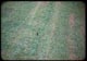 Thumbnail: Raised crabgrass after sweeping