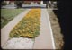 Thumbnail: Colorful Ground cover