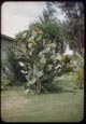 Thumbnail: Cactus in Bloom