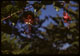 Thumbnail: Fuchsia in bloom