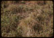 Thumbnail: Domestic Rye     close-up