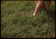 Thumbnail: Rye Seedlings in Aerifier holes