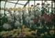 Thumbnail: Chrysanthemums Fert. with Milorg.