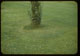 Thumbnail: Fescue persists around base of tree (Longer Grass)