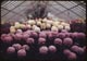 Thumbnail: Chrysanthemum display