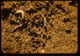 Thumbnail: Symphyla insect in soil
