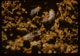 Thumbnail: Dung Beetle grubs in soil