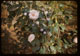 Thumbnail: Camellias bloom