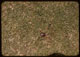Thumbnail: June beetle on G surface