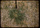 Thumbnail: F. overseeded to clump