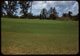 Thumbnail: Reseeded bermuda after Sod. Ars. killed St. Aug.