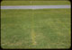Thumbnail: Football Field Poa in lime lines