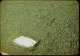 Thumbnail: Dicondra Lawn puffed surface