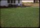 Thumbnail: Clover lawn