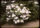 Thumbnail: Mountain laurel bloons