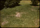 Thumbnail: Chinch bug damage St. Aug. lawn