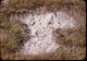 Thumbnail: Salt Grass grows in salt Broderick, Hook Richardson