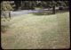 Thumbnail: Chinch bug damage creeping bent lawn