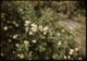 Thumbnail: Rosa Wuchuriana  Blooms