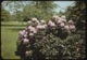 Thumbnail: Rhododendron