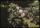 Thumbnail: Rhododendron
