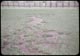 Thumbnail: Grass failure where Ferric Chloride spilled - seeded 3x